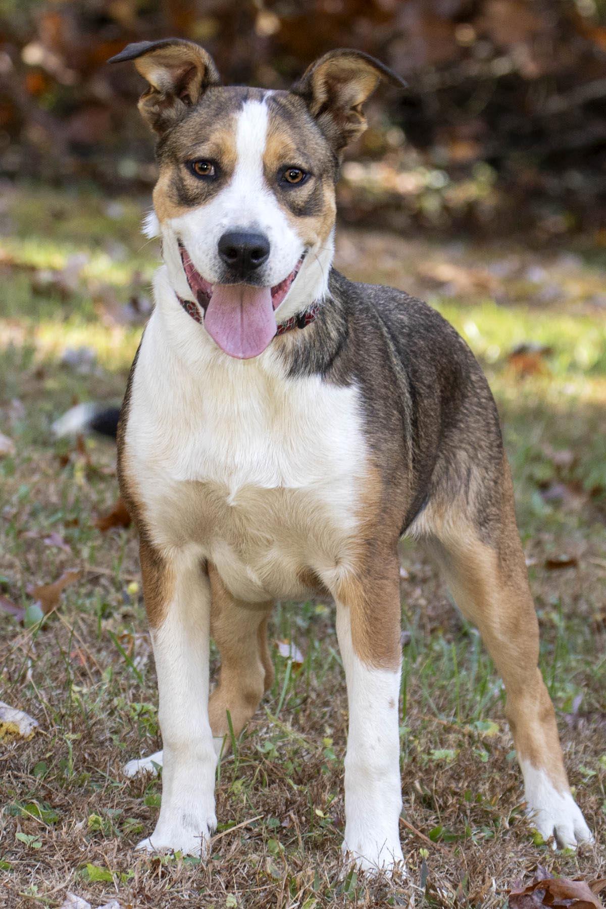Enlarge Nacho, a Adoptable mixed breed in Cashiers, NC image 2/5