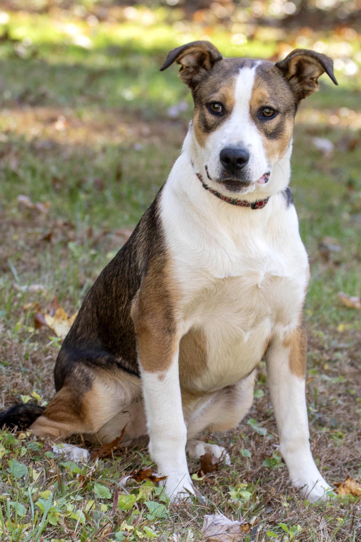 Enlarge Nacho, a Adoptable mixed breed in Cashiers, NC image 3/5