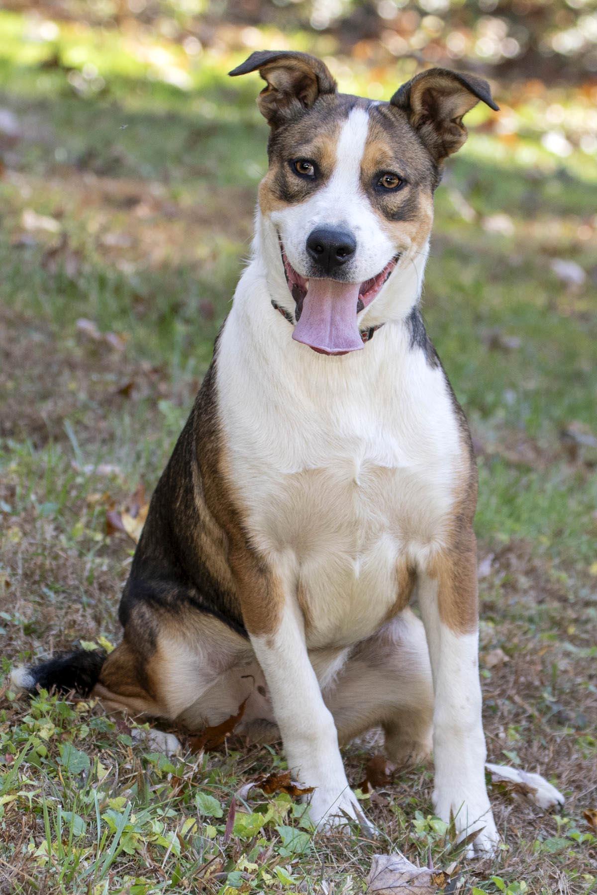 Enlarge Nacho, a Adoptable mixed breed in Cashiers, NC image 4/5