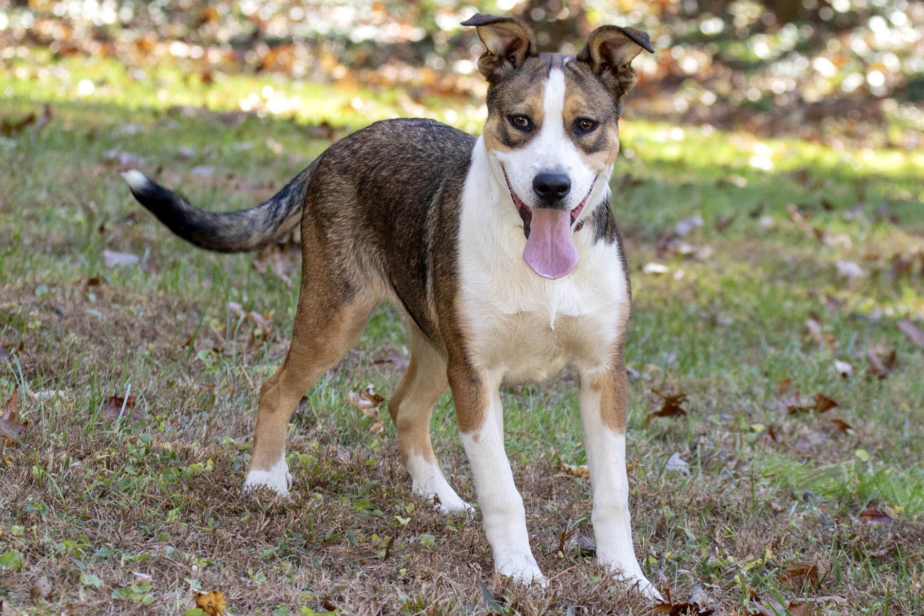 Enlarge Nacho, a Adoptable mixed breed in Cashiers, NC image 5/5