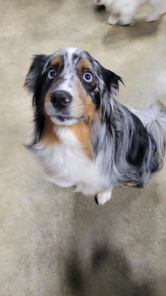 Beau, Adoptable, Adult Male Australian Shepherd.