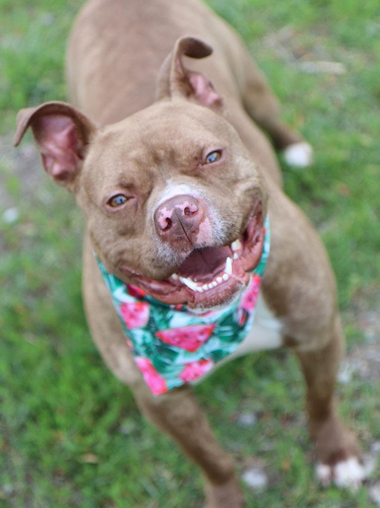 Enlarge Quesadilla (AO34716), an adoptable mixed breed in Kansas City, KS image 5/6