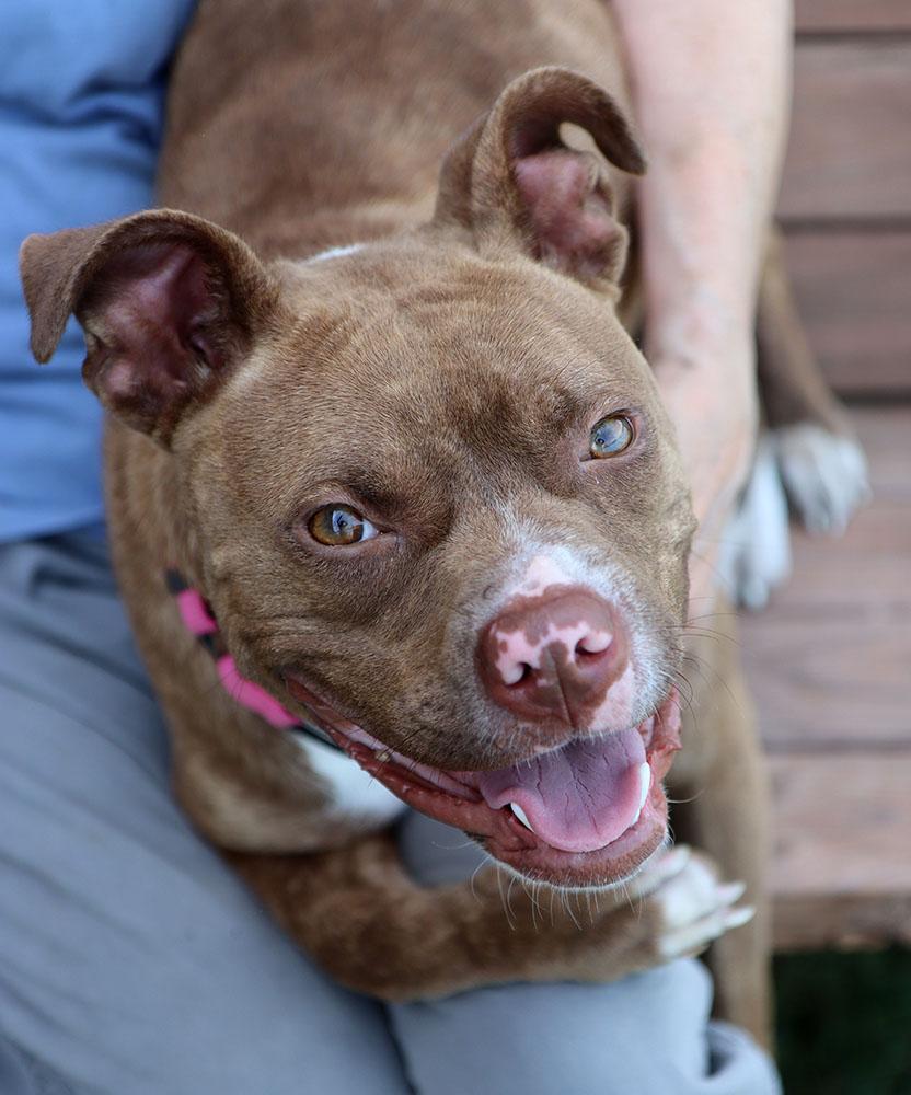 Quesadilla (AO34716), a Adoptable mixed breed in Kansas City, KS image 2/6