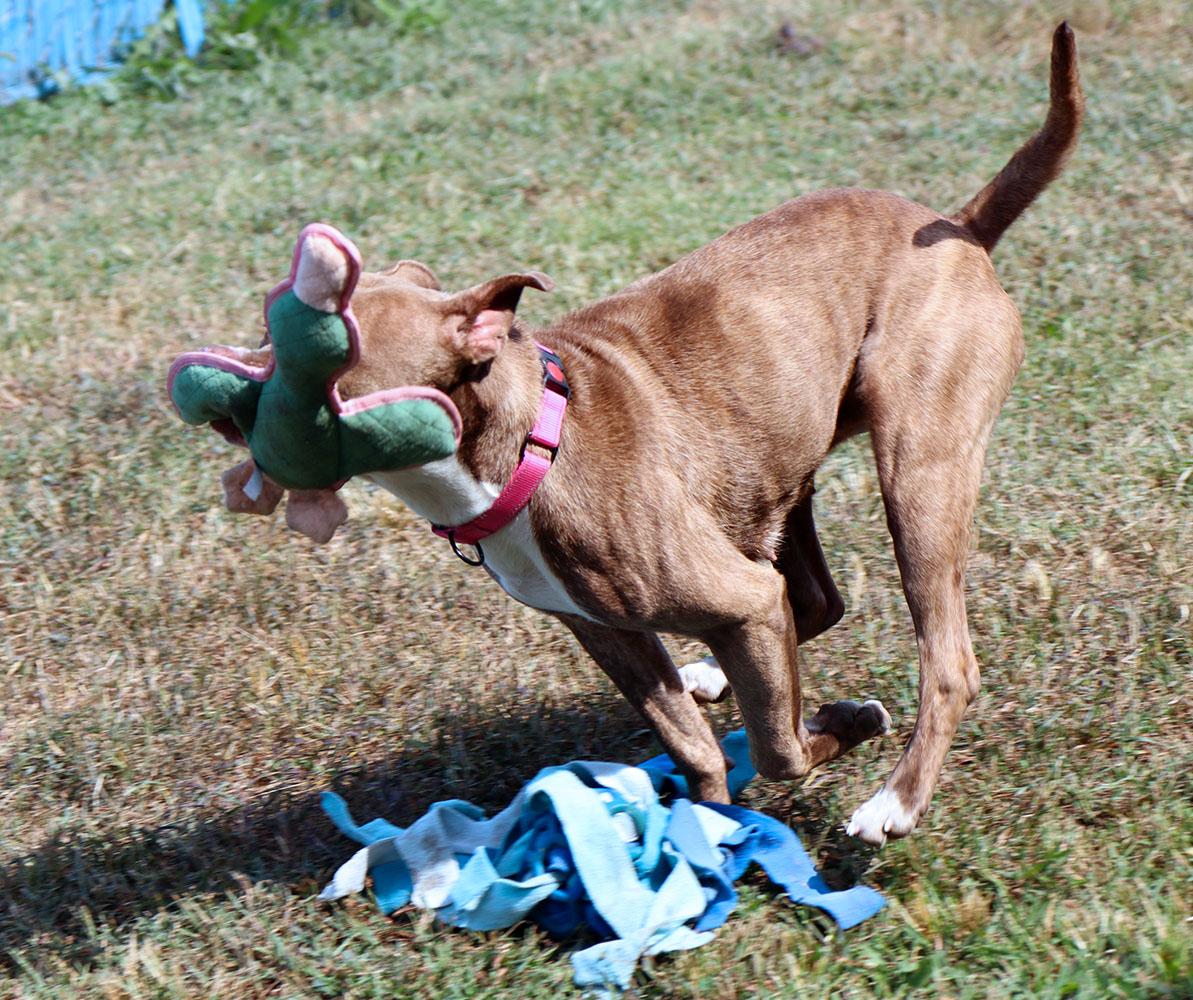 Quesadilla (AO34716), a Adoptable mixed breed in Kansas City, KS image 4/6