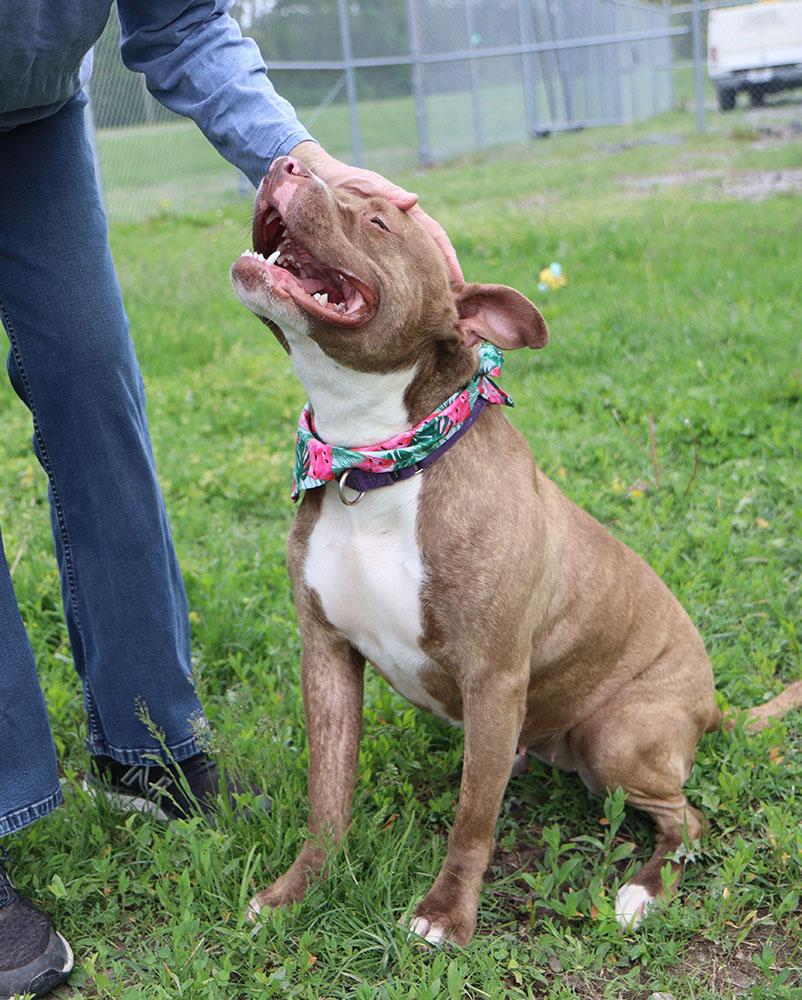 Enlarge Quesadilla (AO34716), an adoptable mixed breed in Kansas City, KS image 2/6