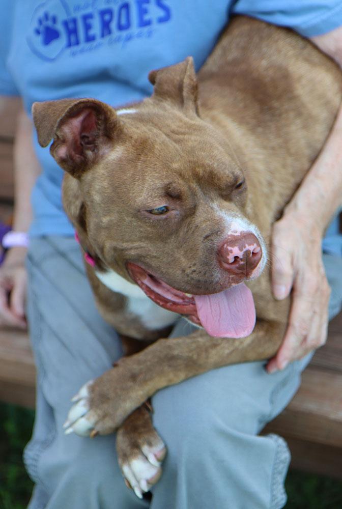 Quesadilla (AO34716), a Adoptable mixed breed in Kansas City, KS image 5/6