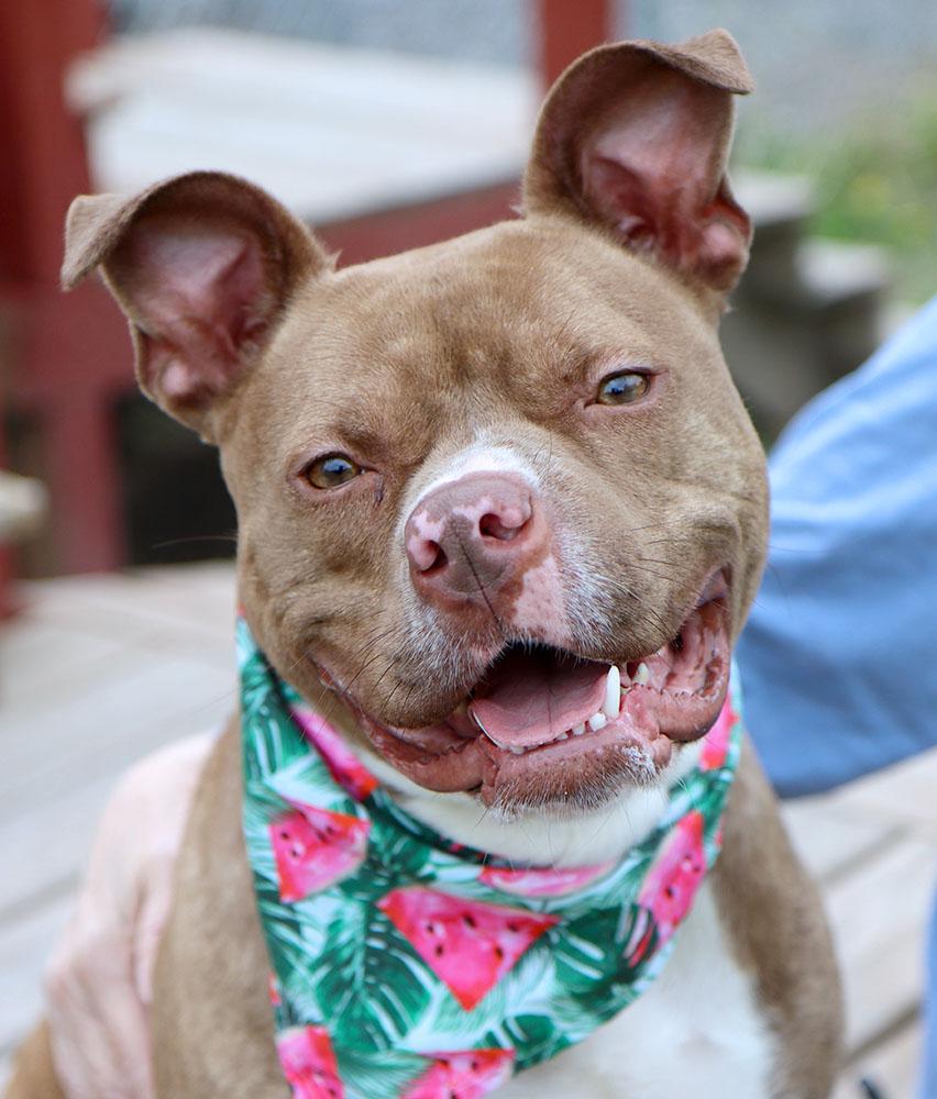 Quesadilla (AO34716), adoptable, Young Female Boxer & Mixed Breed.