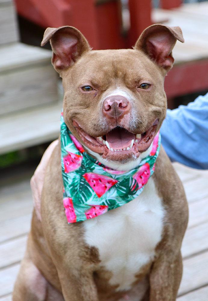 Enlarge Quesadilla (AO34716), an adoptable mixed breed in Kansas City, KS image 3/6