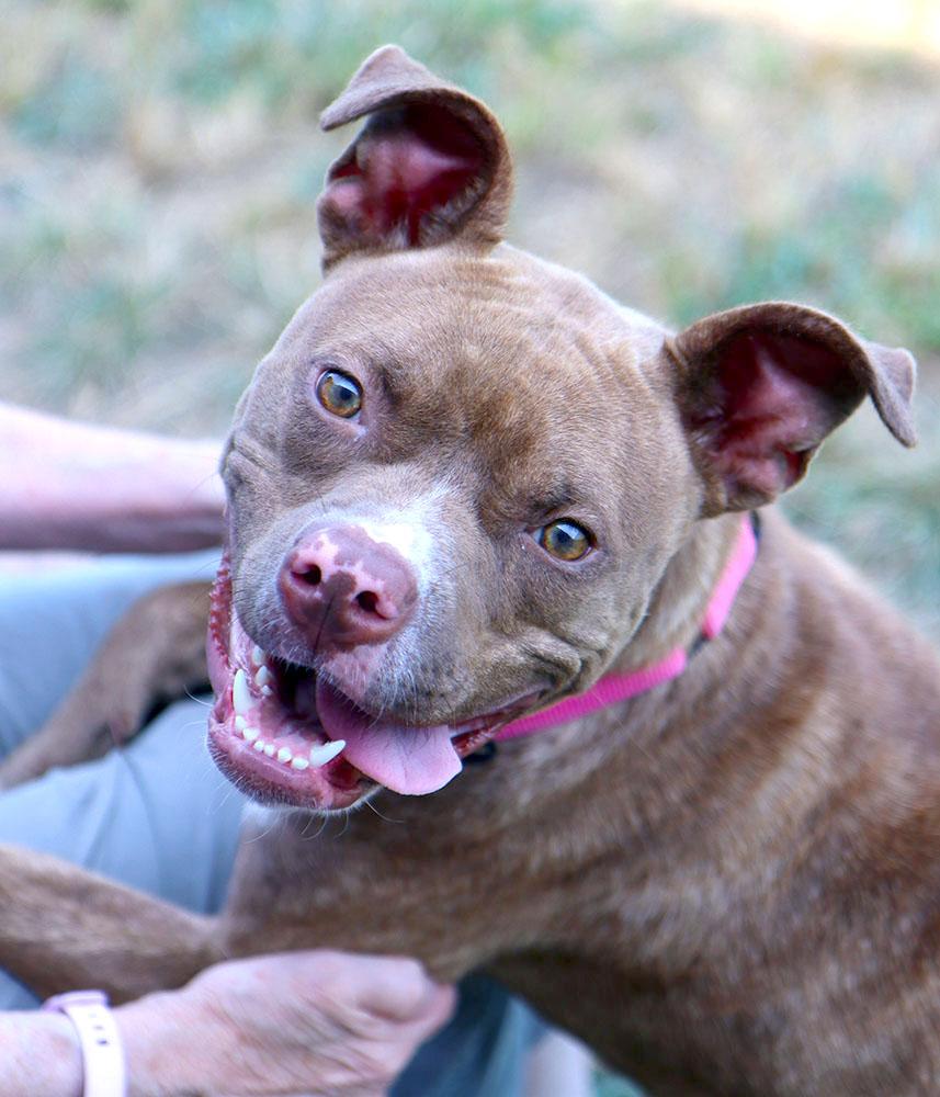 Quesadilla (AO34716), Adoptable, Young Female Boxer & Mixed Breed.