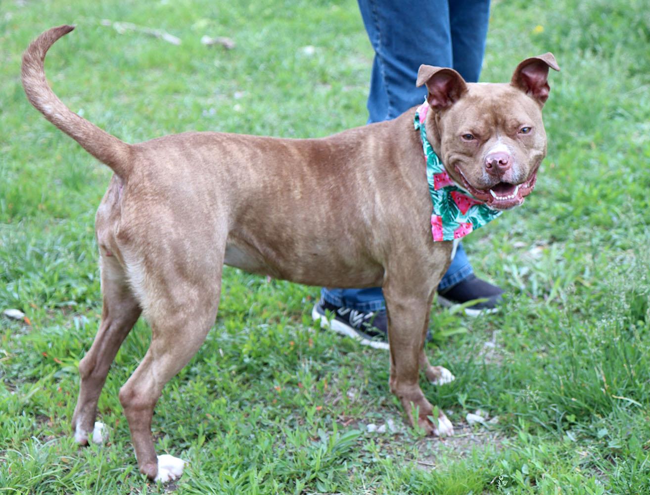 Enlarge Quesadilla (AO34716), an adoptable mixed breed in Kansas City, KS image 4/6