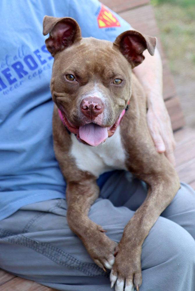 Quesadilla (AO34716), a Adoptable mixed breed in Kansas City, KS image 3/6