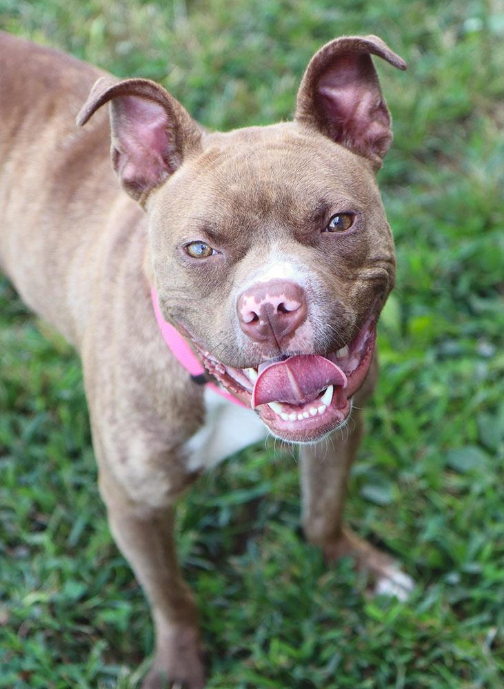 Quesadilla (AO34716), a Adoptable mixed breed in Kansas City, KS image 6/6