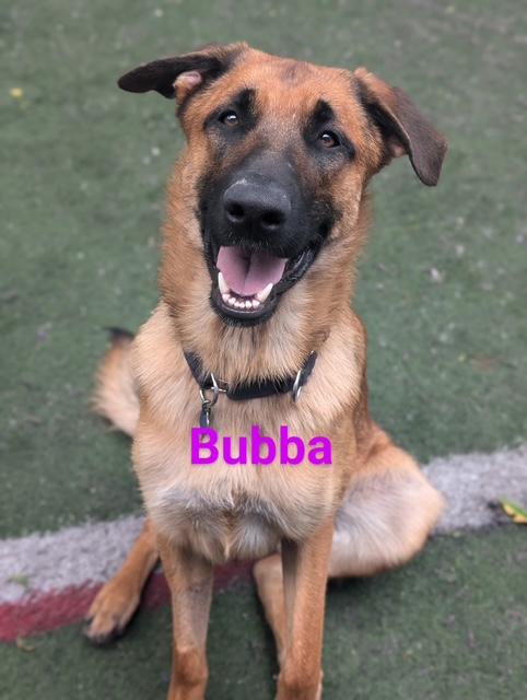 Bubba, Adoptable, Young Male Belgian Shepherd / Malinois.