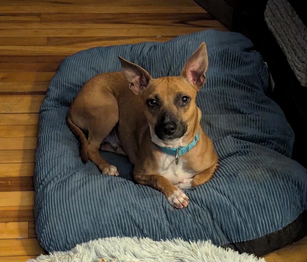 Gemma, a Adoptable mixed breed in Norfolk, MA image 1/3