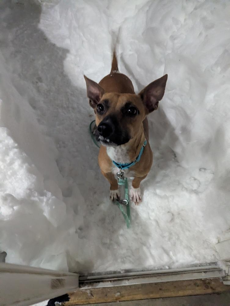 Gemma, a Adoptable mixed breed in Norfolk, MA image 2/3