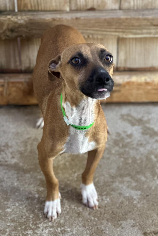 Gemma, a Adoptable mixed breed in Norfolk, MA image 3/3