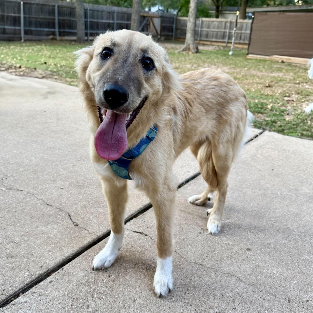 Goose, a Adoptable mixed breed in Cedar Park, TX image 2/6