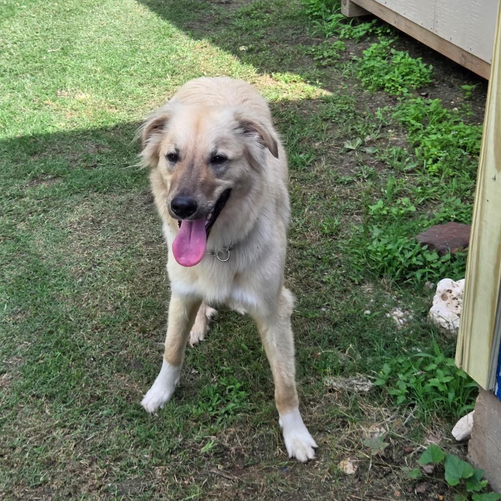 Goose, a Adoptable mixed breed in Cedar Park, TX image 3/6
