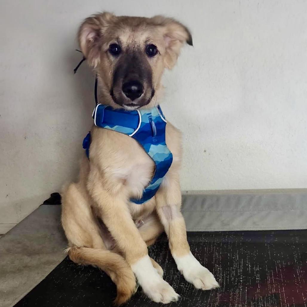 Goose, a Adoptable mixed breed in Cedar Park, TX image 3/6