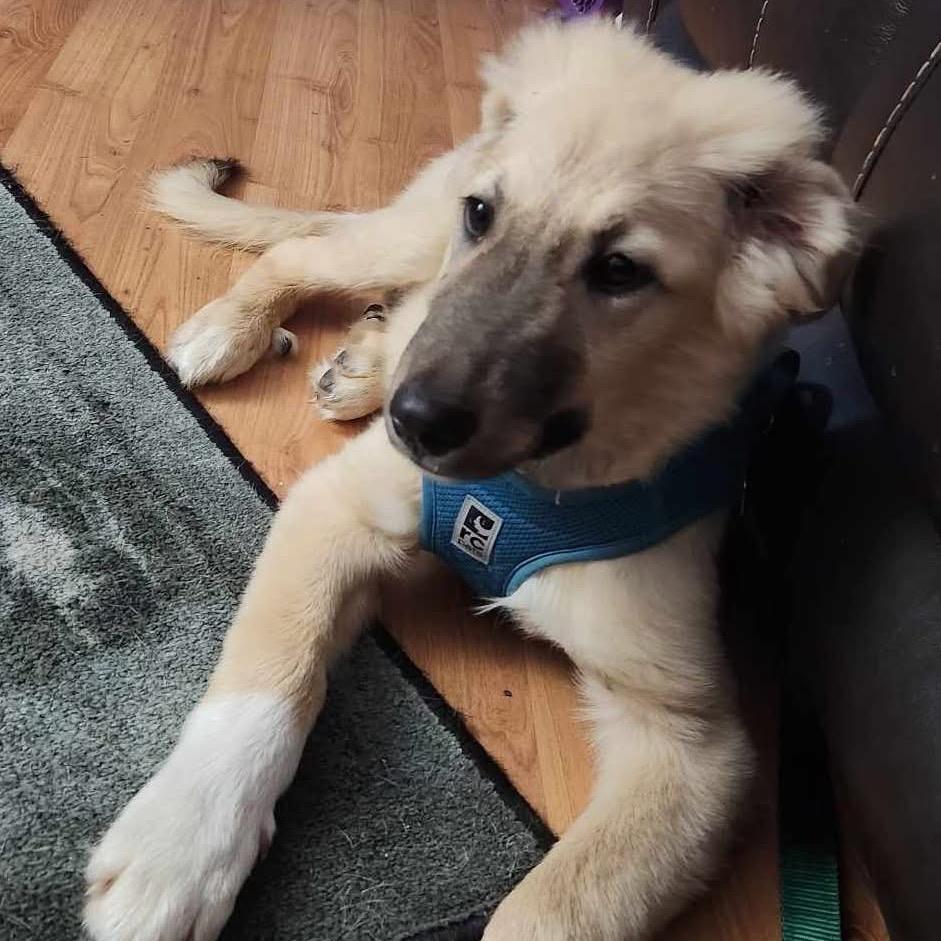 Goose, a Adoptable mixed breed in Cedar Park, TX image 4/6