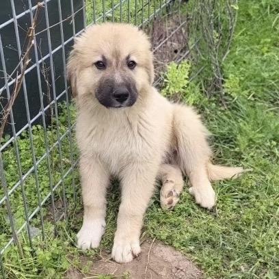 Goose, a Adoptable mixed breed in Cedar Park, TX image 5/6