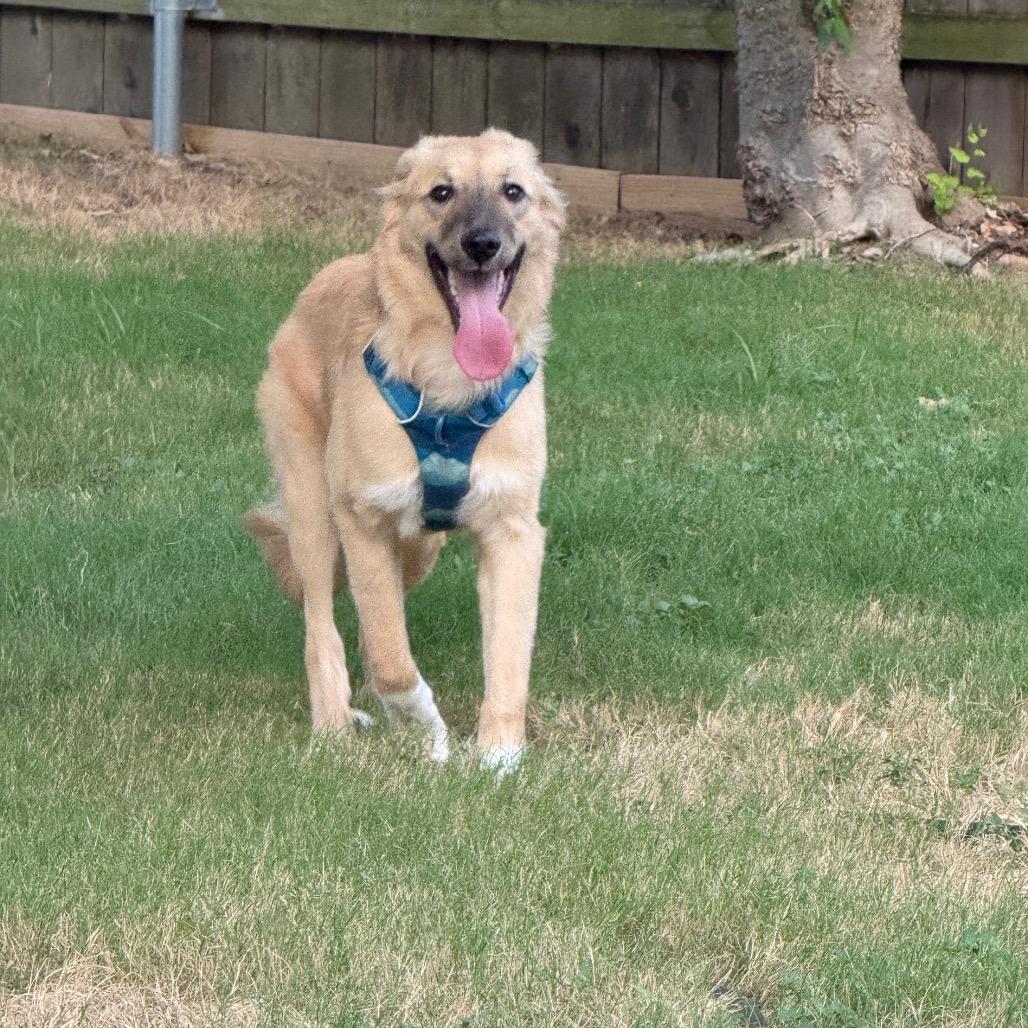 Goose, a Adoptable mixed breed in Cedar Park, TX image 6/6