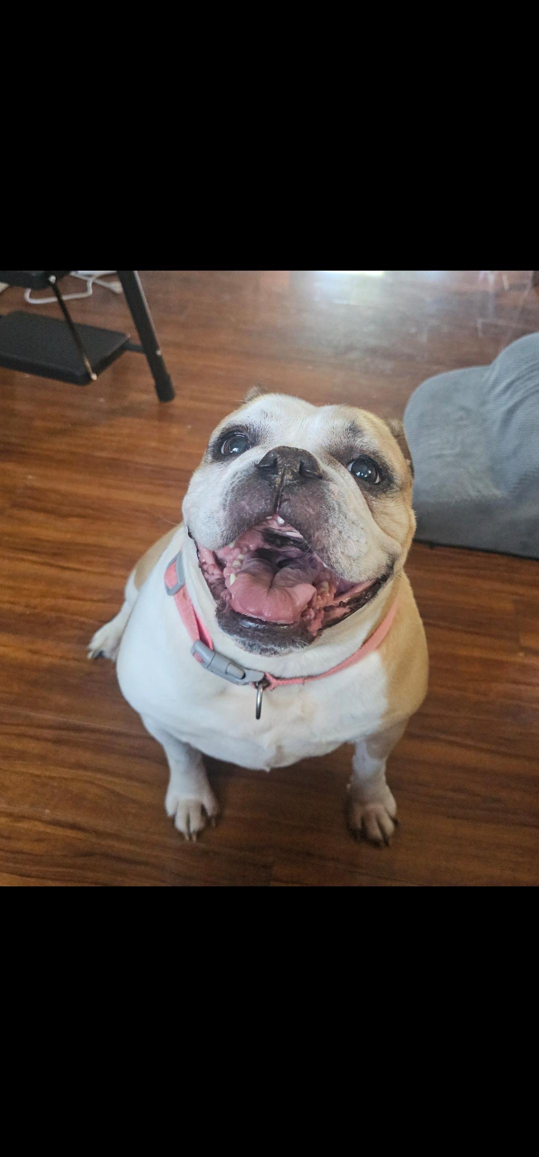 Karma, a ADOPTABLE Bulldog in Antioch, TN image 4/5