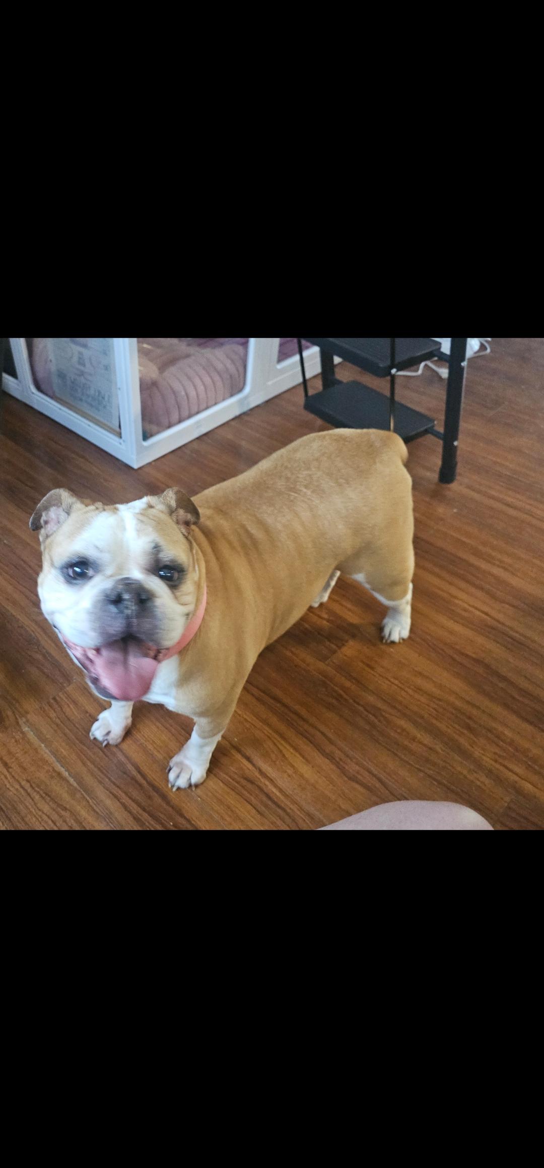 Karma, a ADOPTABLE Bulldog in Antioch, TN image 5/5