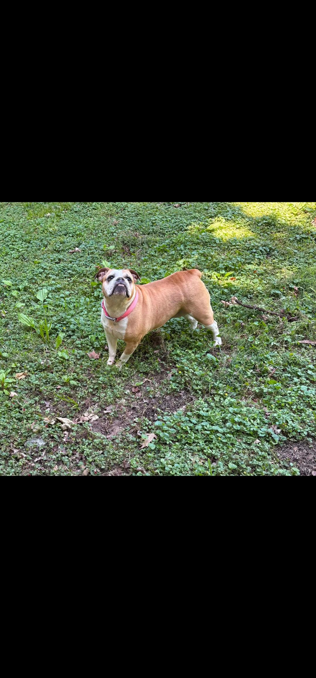 Karma, a ADOPTABLE Bulldog in Antioch, TN image 2/5