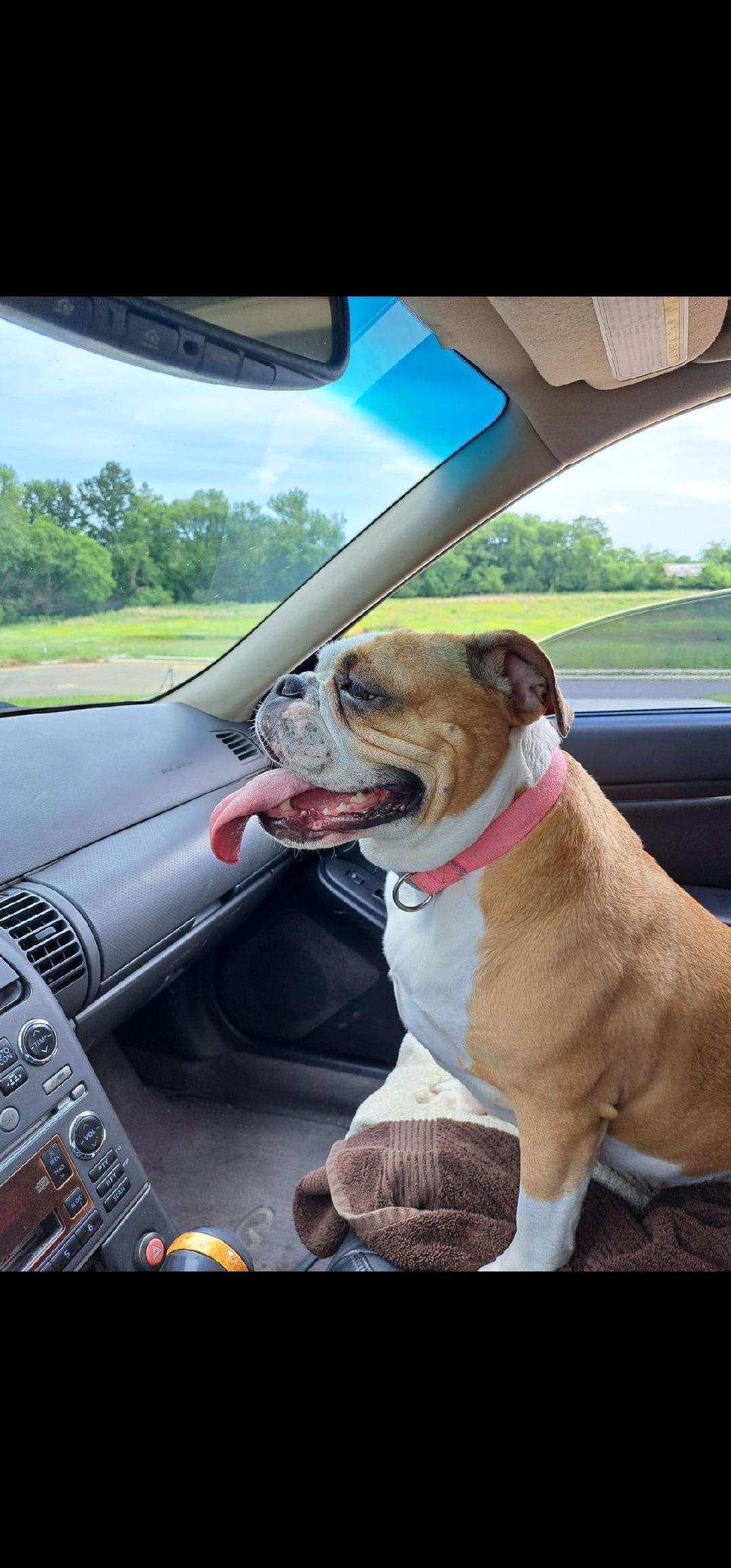 Karma, a ADOPTABLE Bulldog in Antioch, TN image 3/5