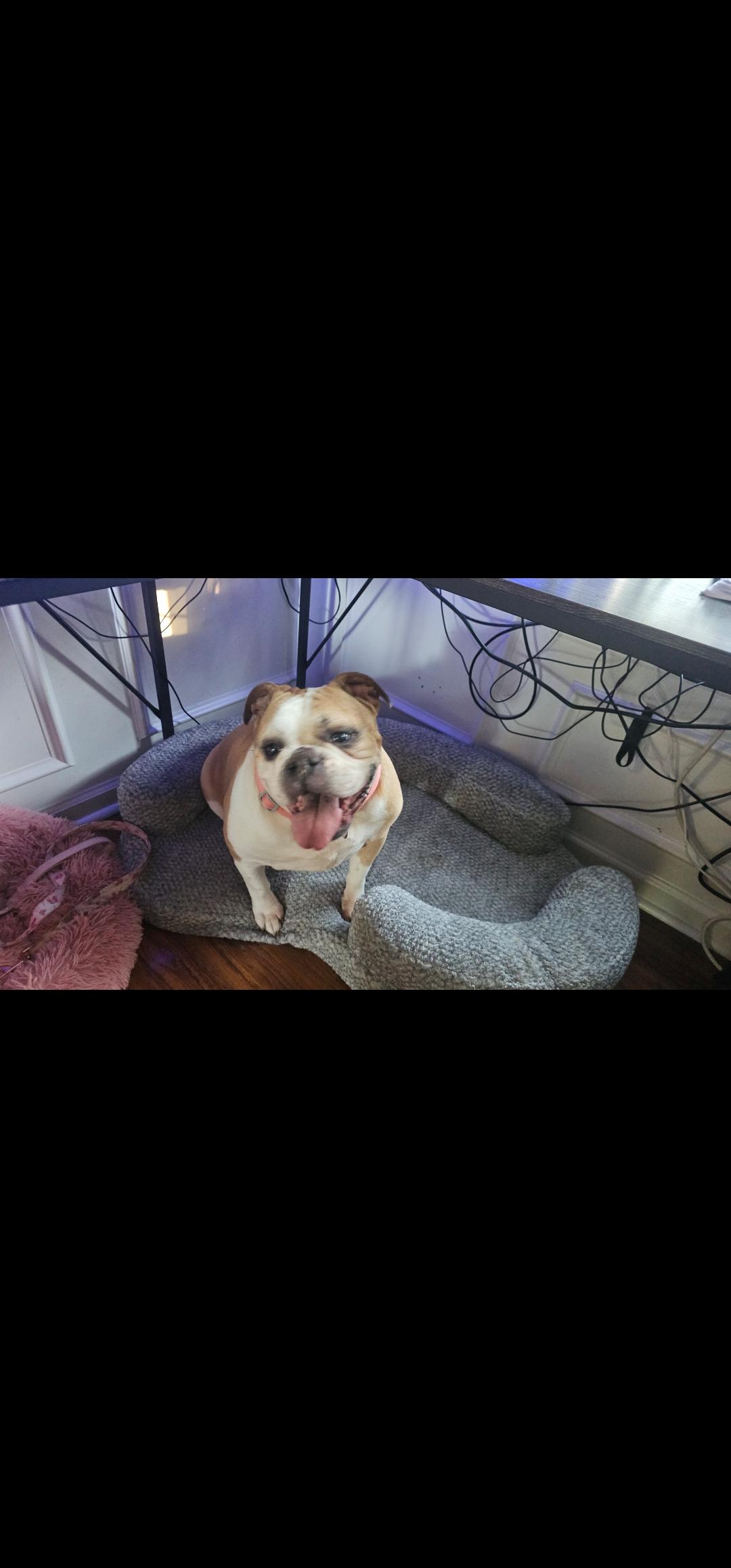 Karma, ADOPTABLE, Adult Female Bulldog.