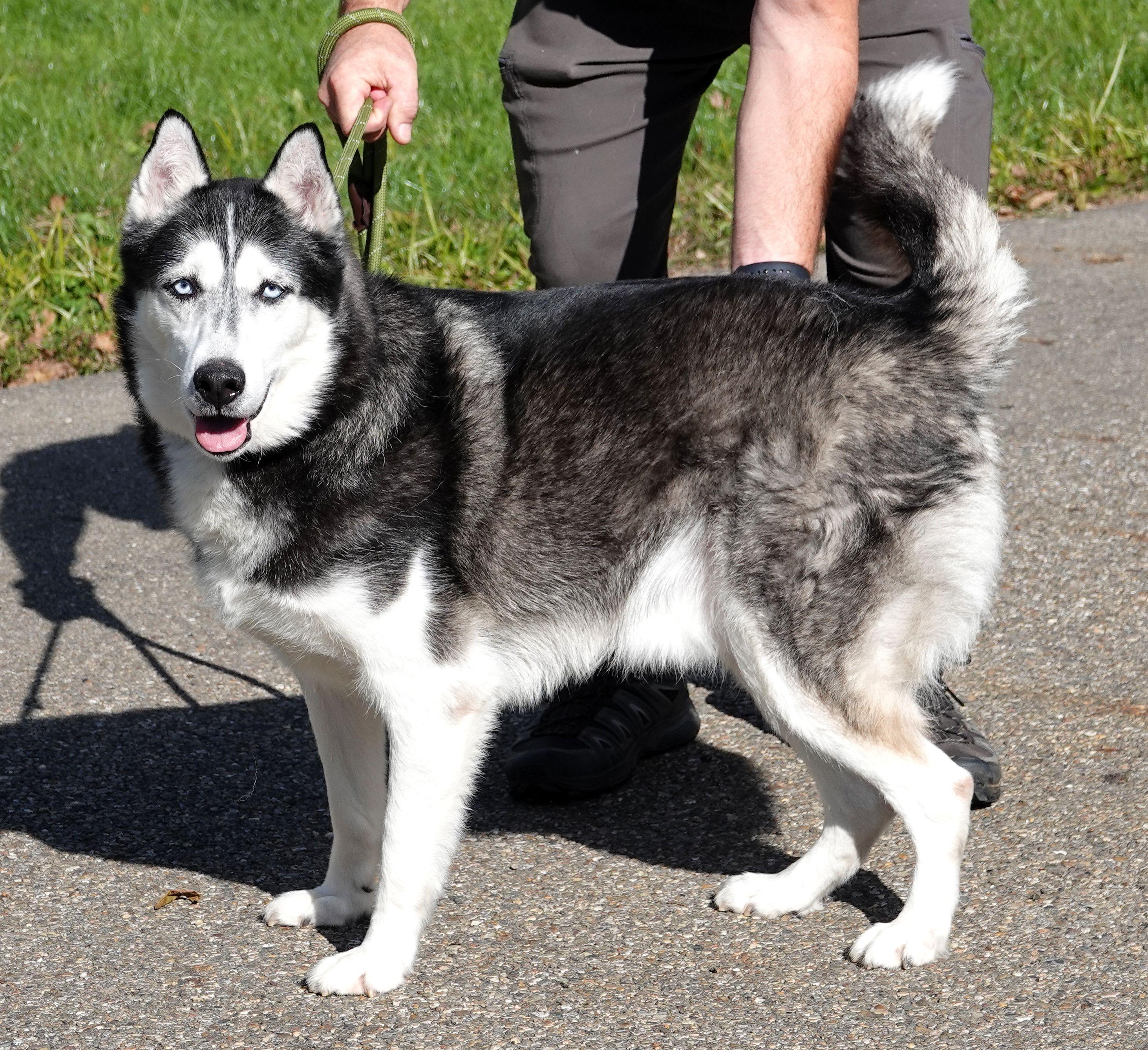 Enlarge Walker, a Adoptable Siberian Husky in Millfield, OH image 2/5