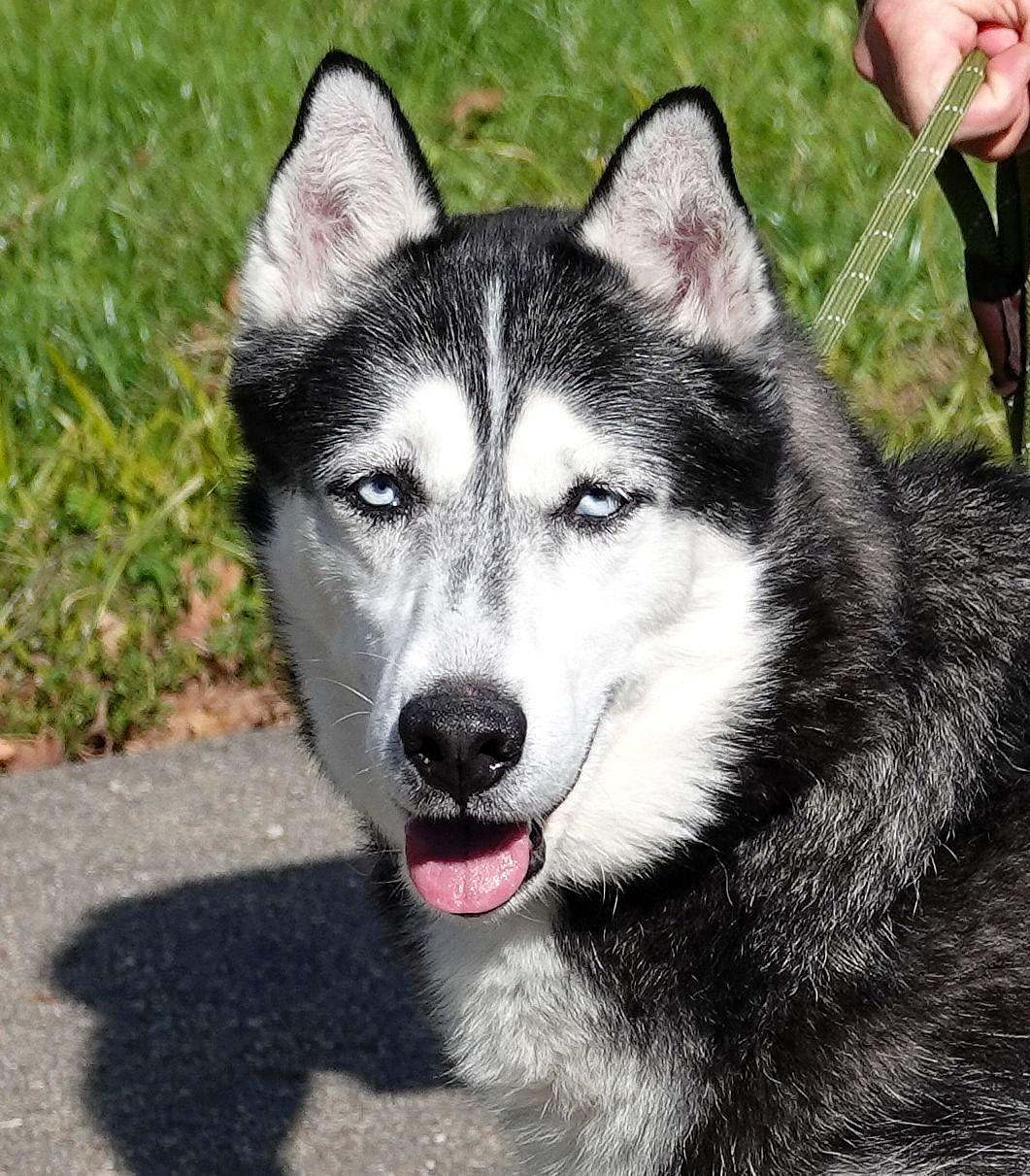 Walker, Adoptable, Senior Male Siberian Husky.