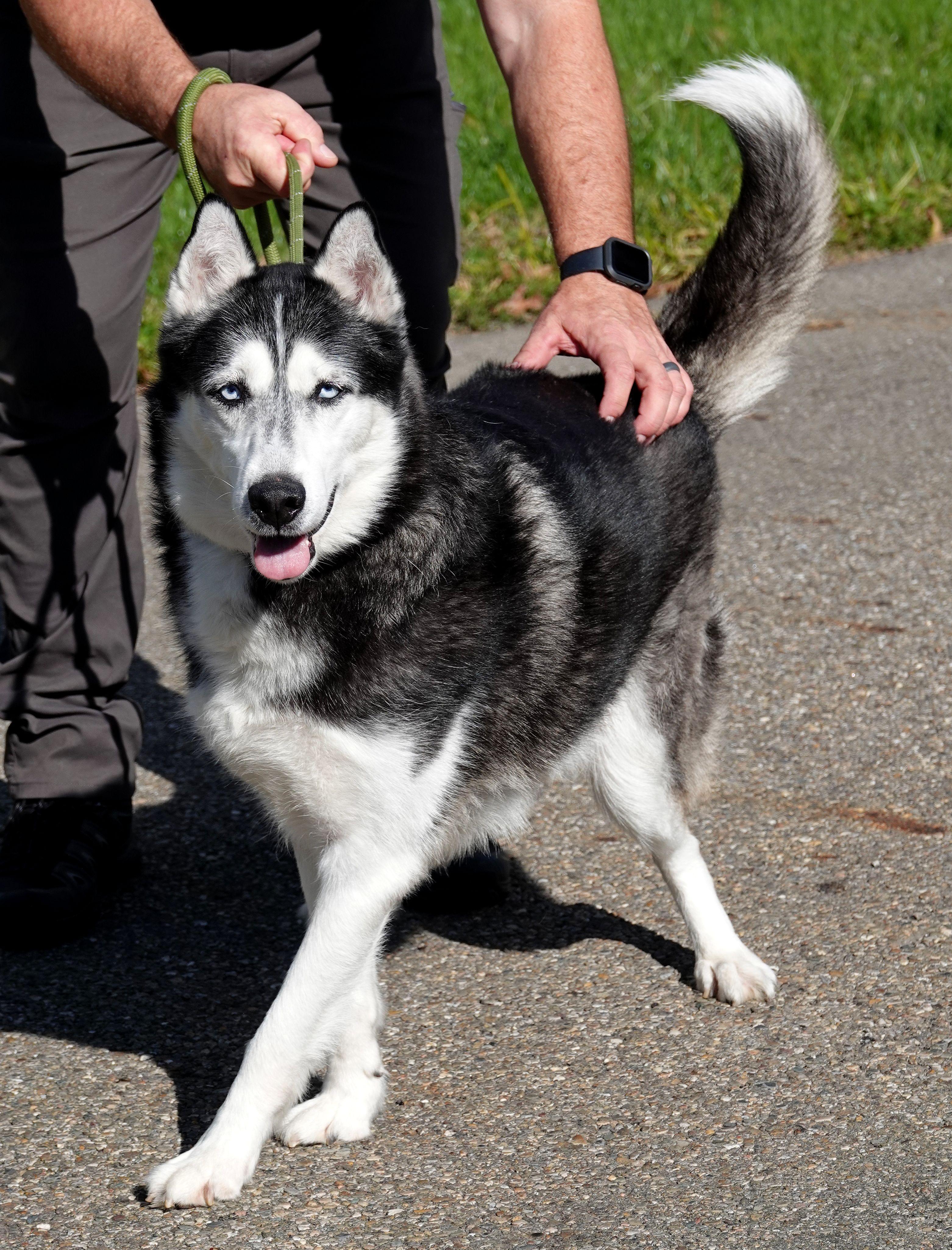 Enlarge Walker, a Adoptable Siberian Husky in Millfield, OH image 3/5