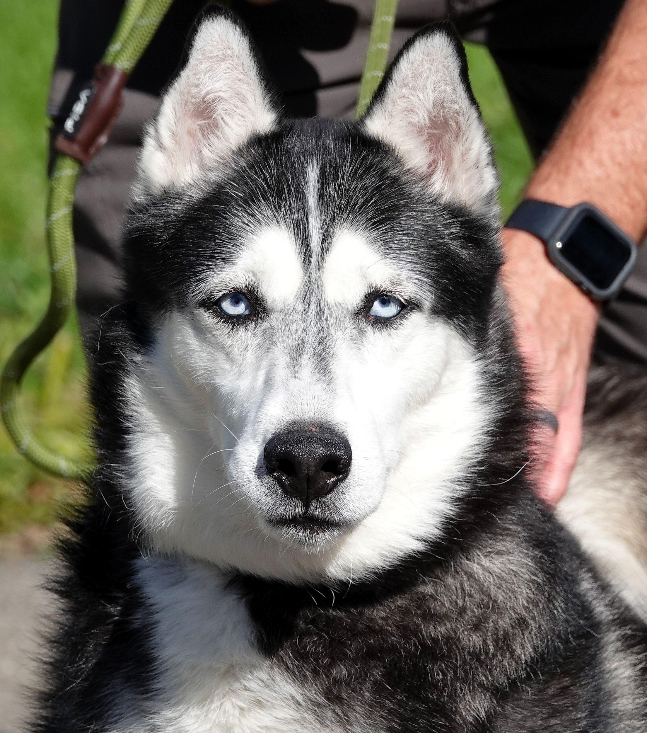 Enlarge Walker, a Adoptable Siberian Husky in Millfield, OH image 4/5