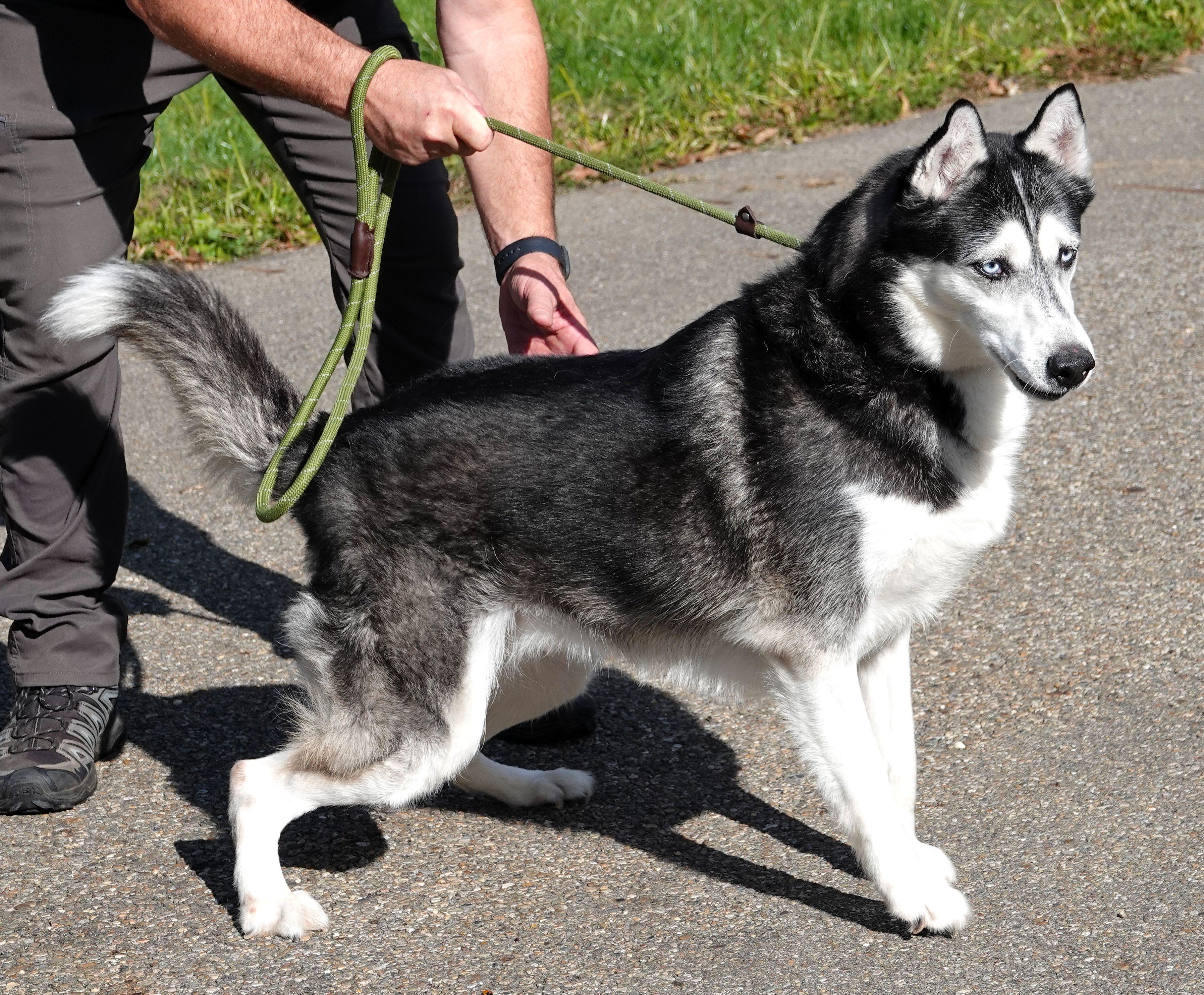 Enlarge Walker, a Adoptable Siberian Husky in Millfield, OH image 5/5