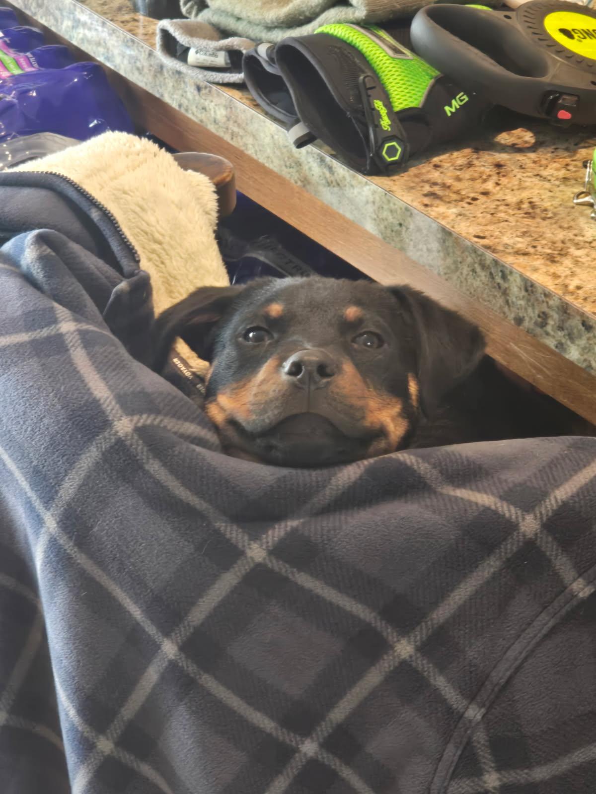 Enlarge Ty, an adopted Rottweiler in Davison, MI image 1/1