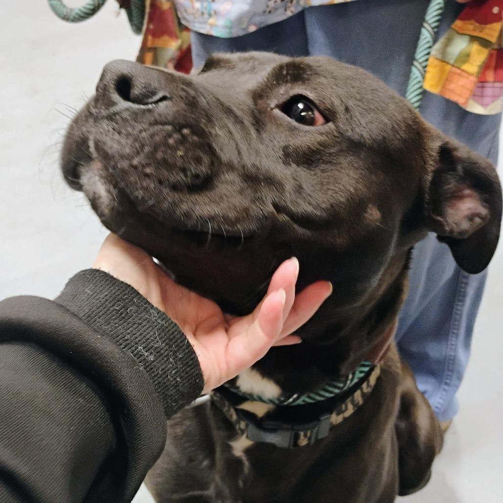 Enlarge Samson, a Adoptable Pit Bull Terrier image 1/1