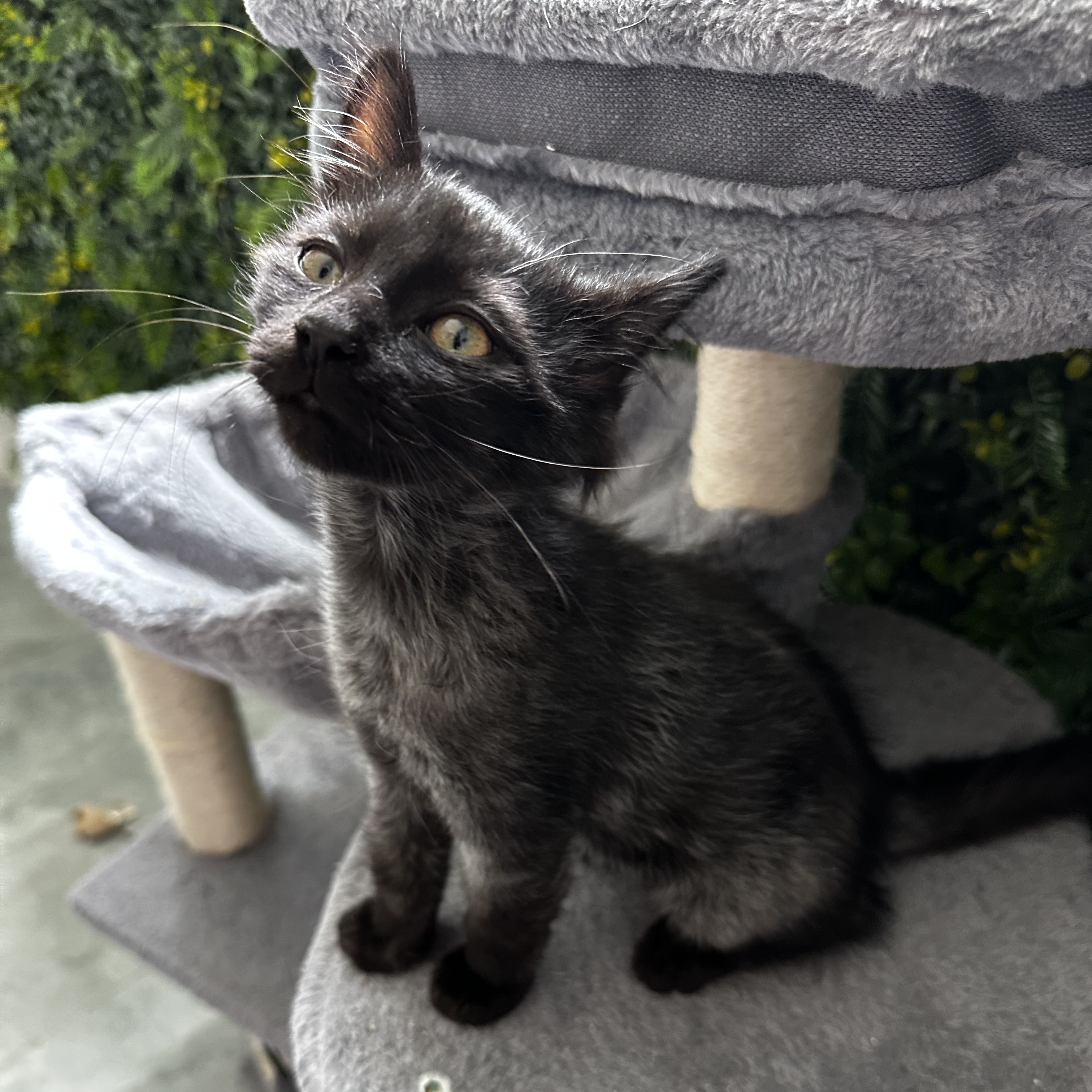 Phoenix, a Adopted Domestic Long Hair in Parkland, FL image 1/4