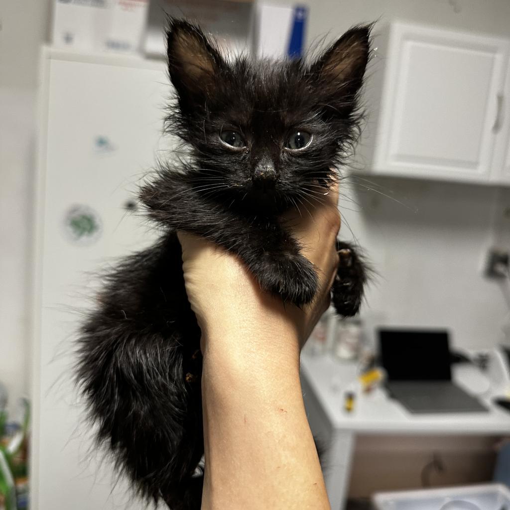 Phoenix, a Adopted Domestic Long Hair in Parkland, FL image 2/4