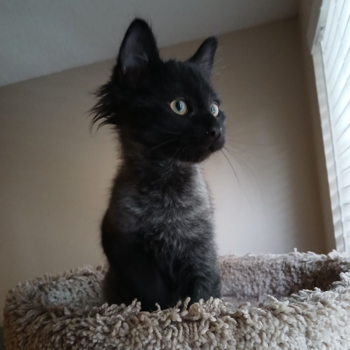 Phoenix, a Adopted Domestic Long Hair in Parkland, FL image 3/4