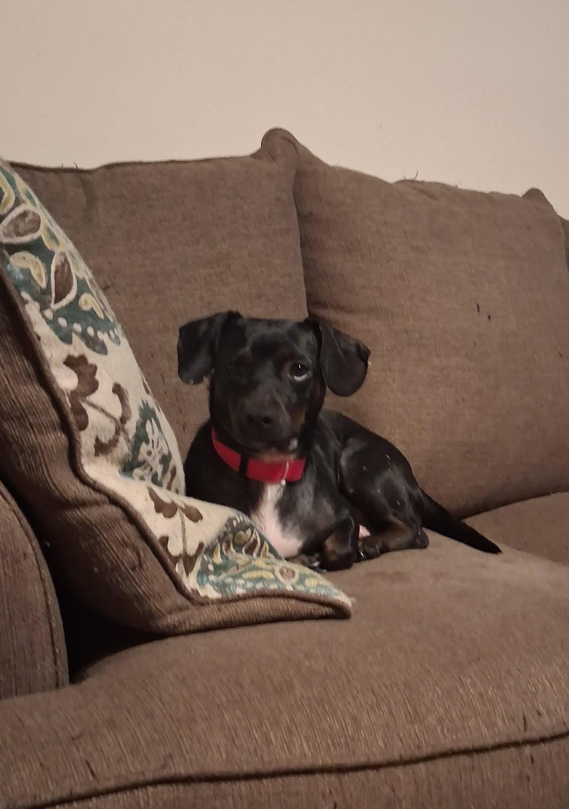 Enlarge Duchess, a Adopted Chiweenie in Chesnee, SC image 1/5