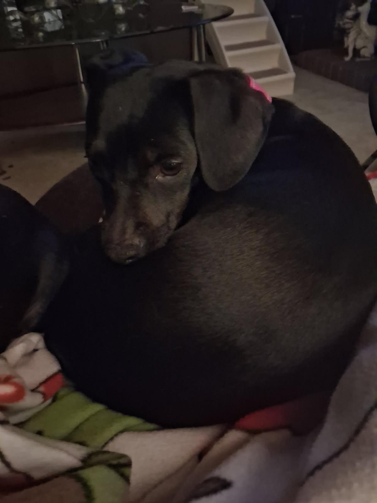 Enlarge Duchess, a Adopted Chiweenie in Chesnee, SC image 3/5