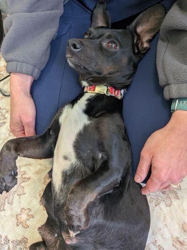 Enlarge Duchess, a Adopted Chiweenie in Chesnee, SC image 5/5