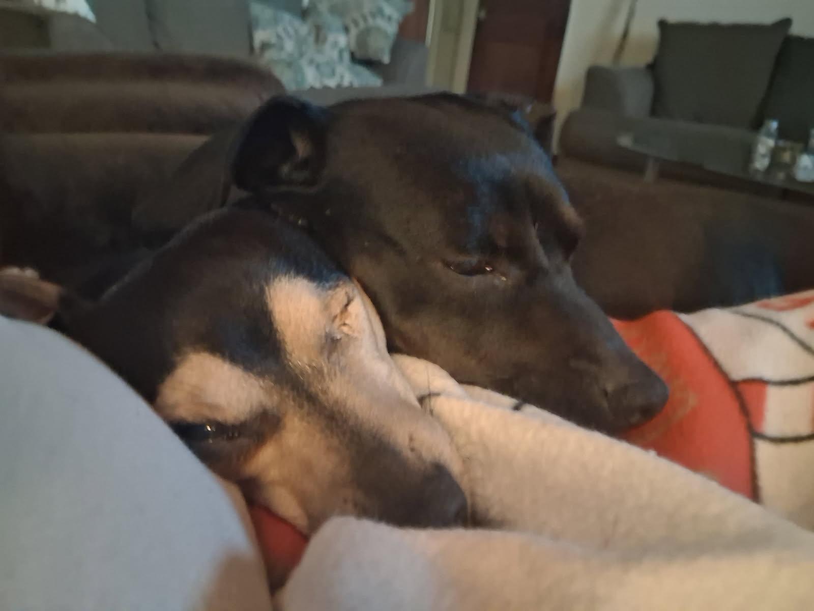Enlarge Duchess, a Adopted Chiweenie in Chesnee, SC image 2/5