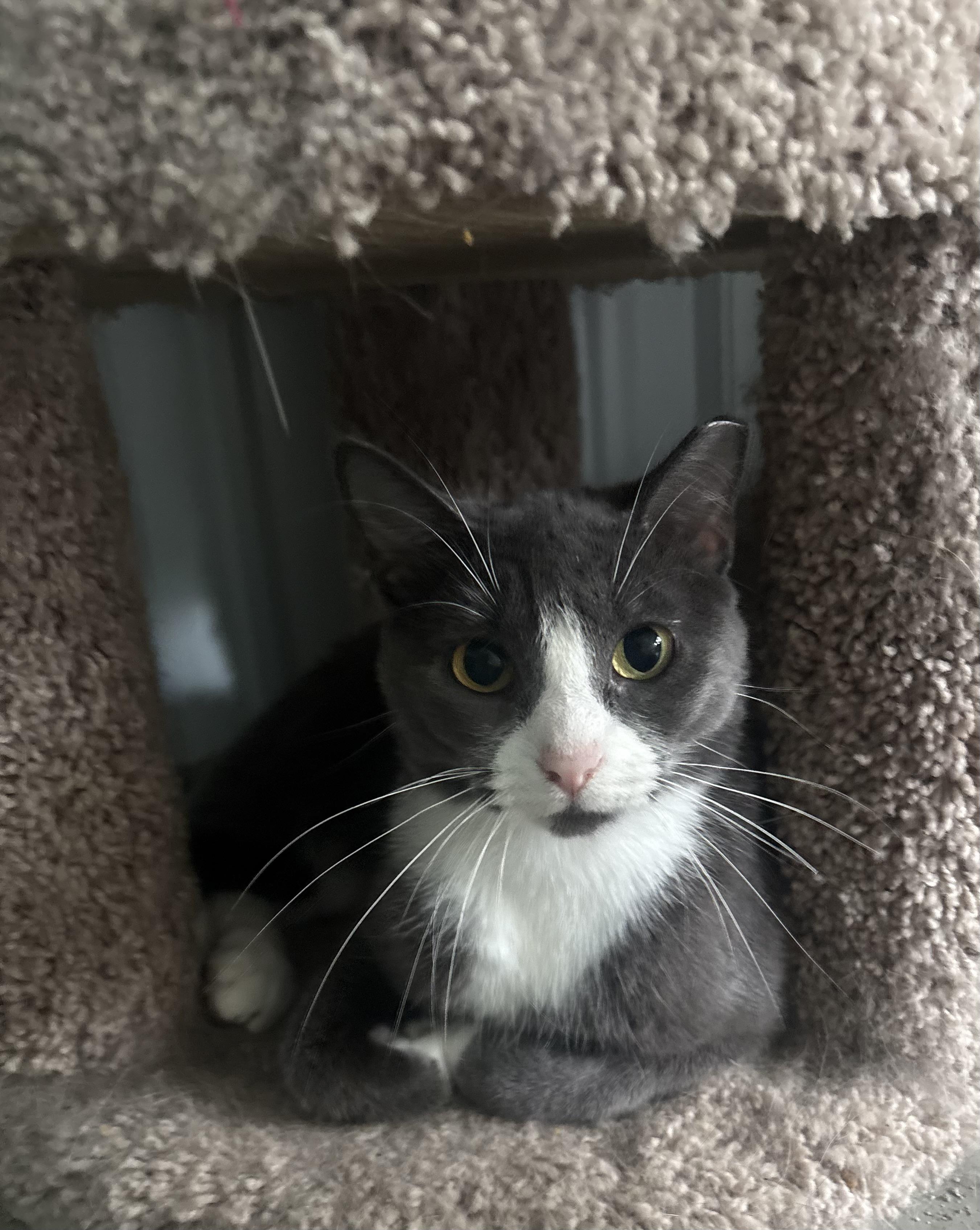 Enlarge Spam, a Adoptable mixed breed in Grand Rapids, MI image 1/1