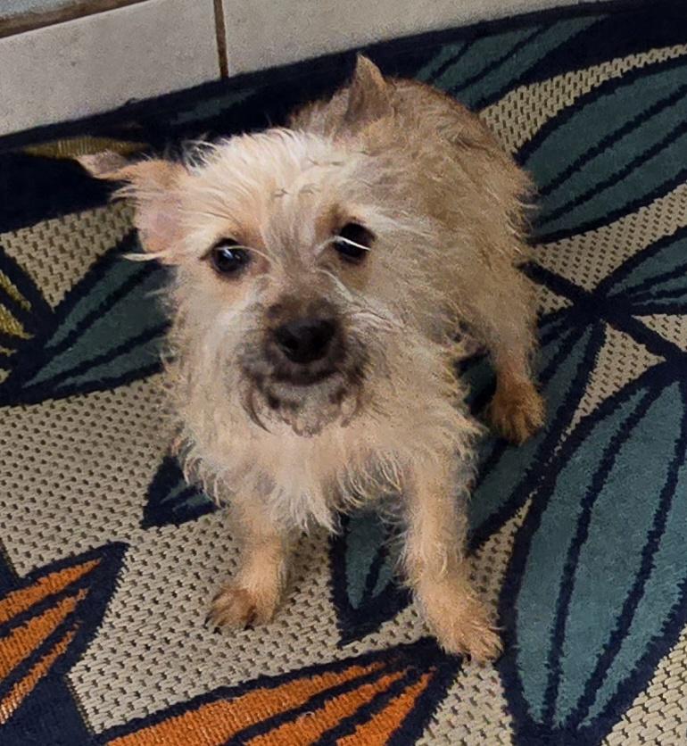 Enlarge Aya, a Adoptable mixed breed in Fallbrook, CA image 1/6