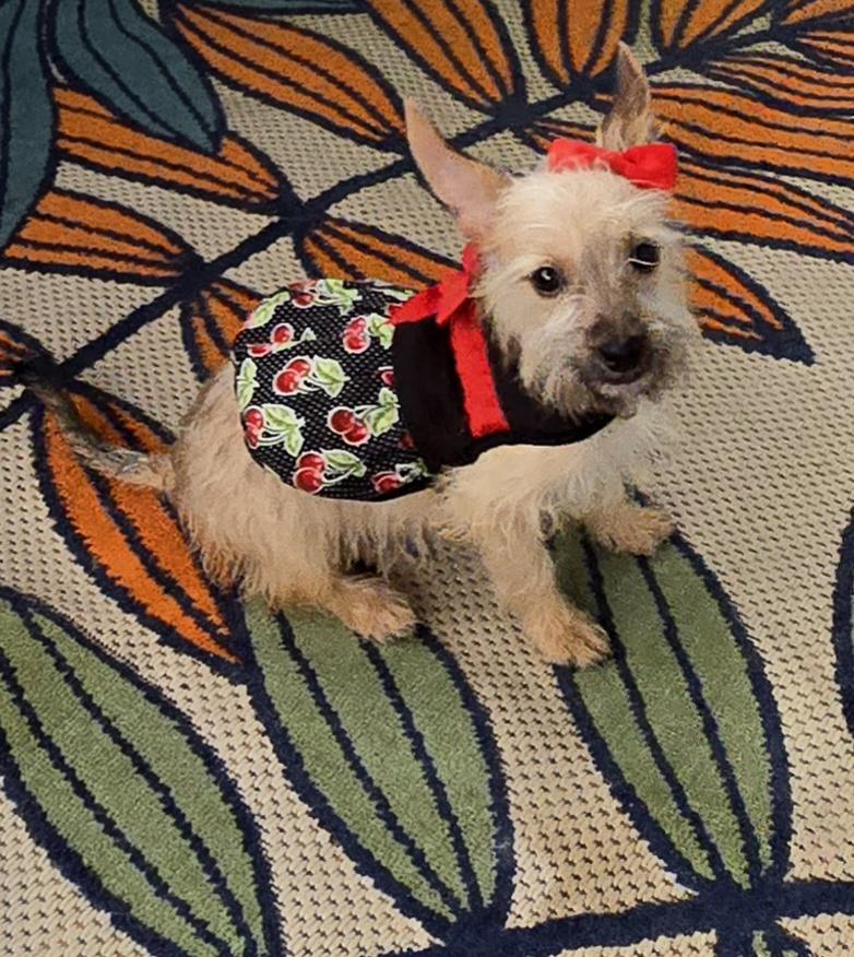 Enlarge Aya, a Adoptable mixed breed in Fallbrook, CA image 2/6