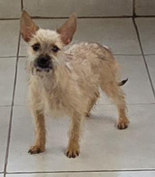 Enlarge Aya, a Adoptable mixed breed in Fallbrook, CA image 3/6