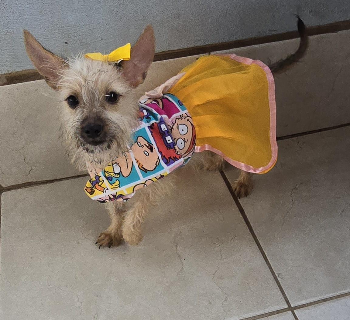 Enlarge Aya, a Adoptable mixed breed in Fallbrook, CA image 4/6